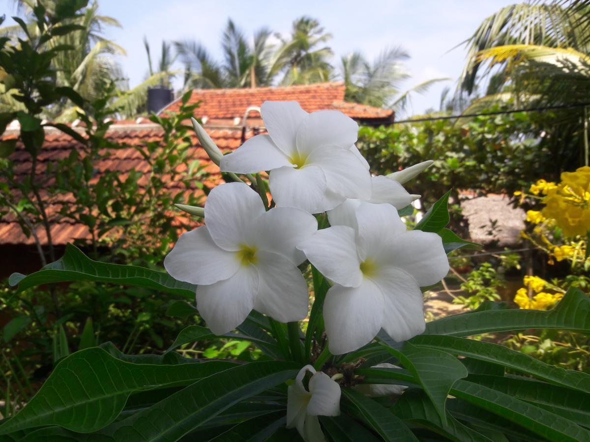 Natural Cabanas Kanattagoda ภายนอก รูปภาพ