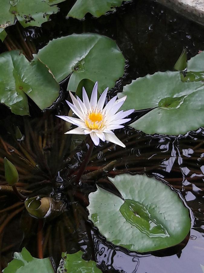 Natural Cabanas Kanattagoda ภายนอก รูปภาพ